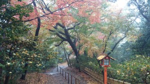 等々力渓谷で紅葉